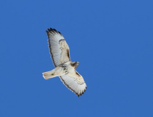 Spring Raptor Count 3/31-4/6–April Showers