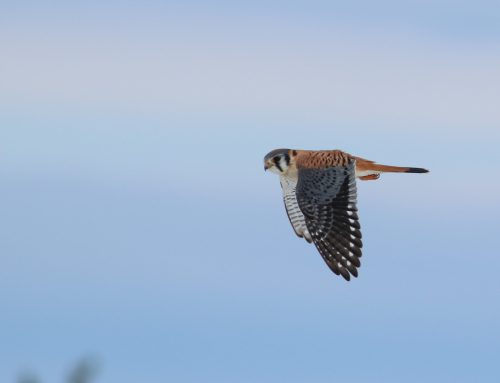 Spring Raptor Count 4/7-13–Spring is Springing!