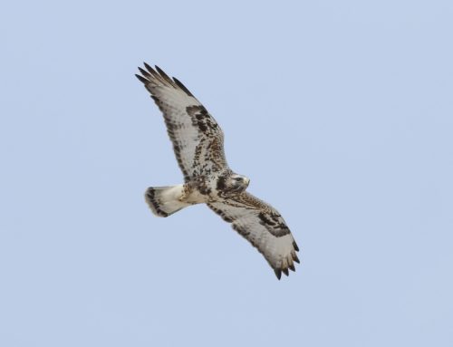 Spring Raptor Count 4/14-20–Hawks to Count