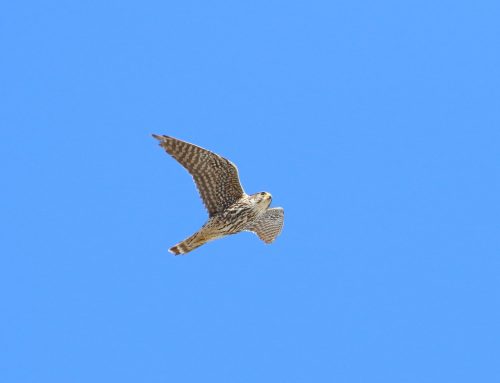Spring Raptor Count 4/21-27–Migration is Peaking