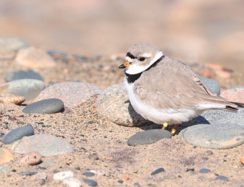 Spring Waterbird Count 4/29-5/05