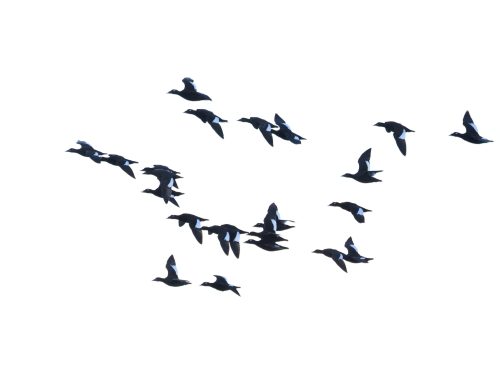 Spring Waterbird Count 5/6-5/12