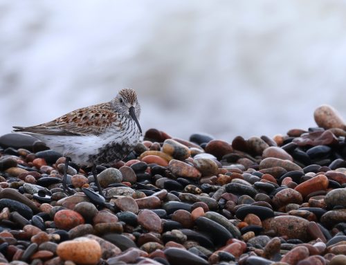 Spring Waterbird Count 5/13-5/19
