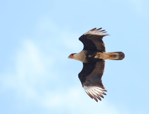 Spring Raptor Count Blog 4/28-5/4–CARACARA!