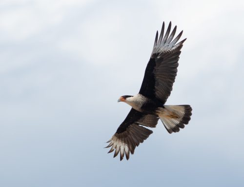 Spring Raptor Count Blog 5/19-25–Nearing the Finish Line