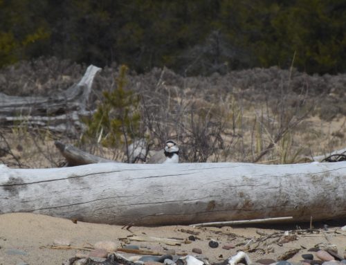 Piping Plover Updates Week 1