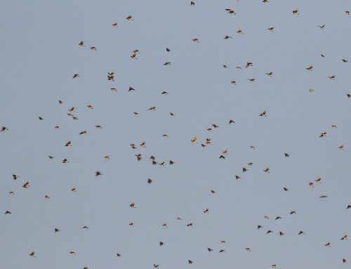 Spring Raptor Count Blog 5/12-18–Caracara Round 2!