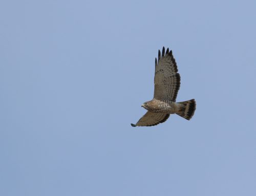 Spring Raptor Count Blog 5/5-5/11–Marching Onward