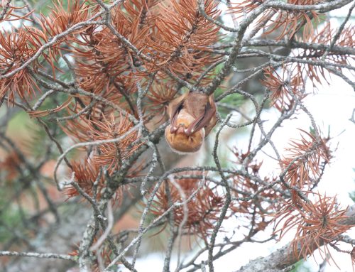 Fall Field Ornithologist Update: Week 4