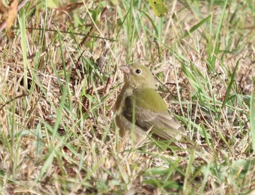 Fall Field Ornithologist Update: Week 5