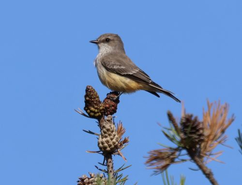 Fall Field Ornithologist Update: Week 6