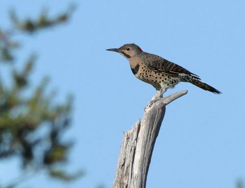 Fall Field Ornithologist Update: Week 7