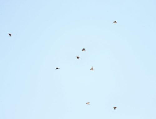 Fall Waterbird Count 8/26-9/01: End of August