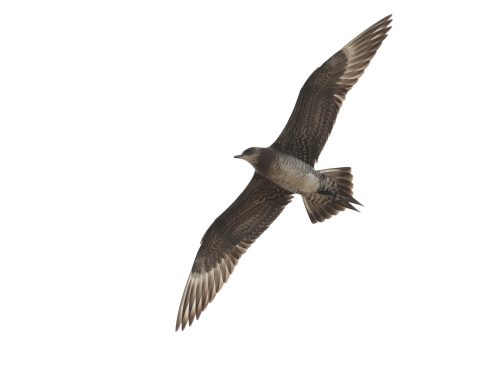 Fall Waterbird Count 9/2-9/8: Wednesdays From The Watch!