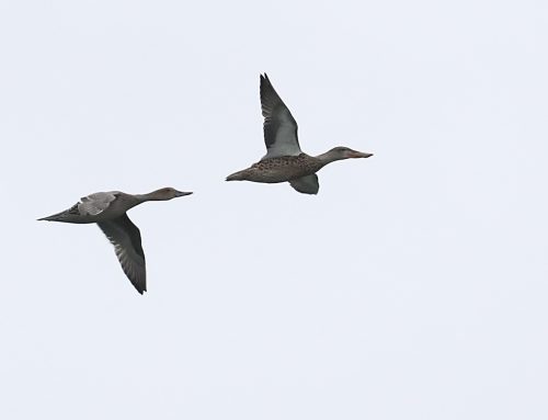 Fall Waterbird Count 9/9 – 9/15