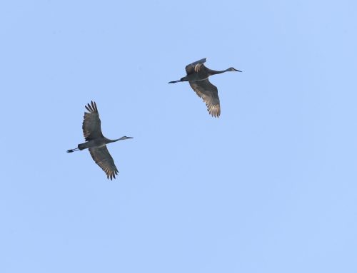 Fall Waterbird Count 9/16 – 9/22