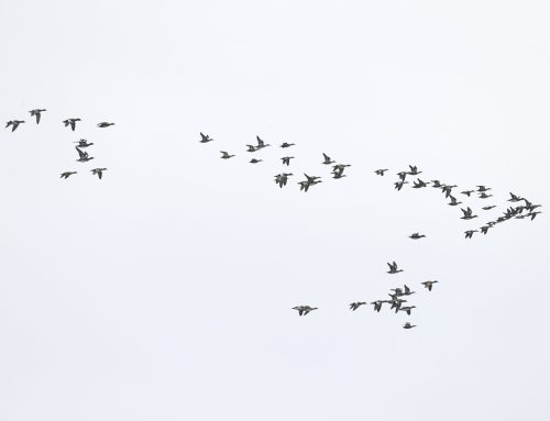 Fall Waterbird Count 9/23 – 9/29: Ducks!
