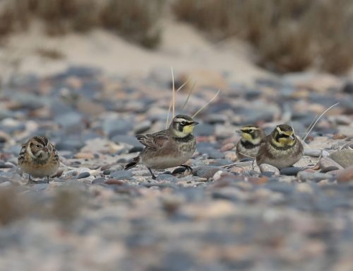 Fall Waterbird Count 9/30 – 10/6