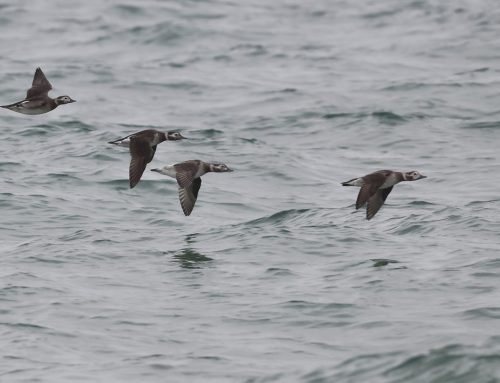 Fall Waterbird Count 10/7 – 10/13