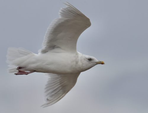 Fall Waterbird Count 10/21 – 10/27: “Bucephala?” Bless you!