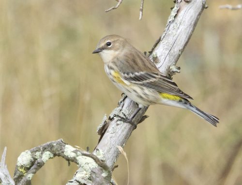 Fall Field Ornithologist Update: Week 8