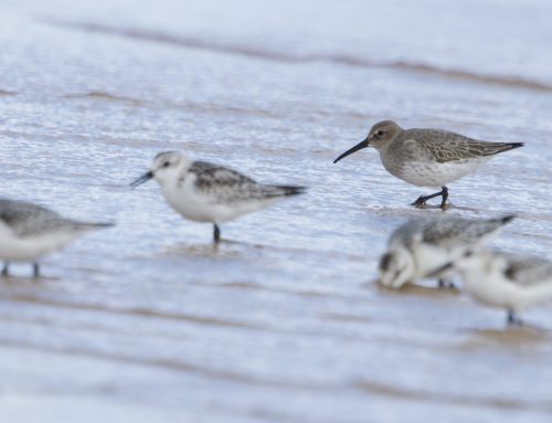 Fall Field Ornithologist Update: Week 9