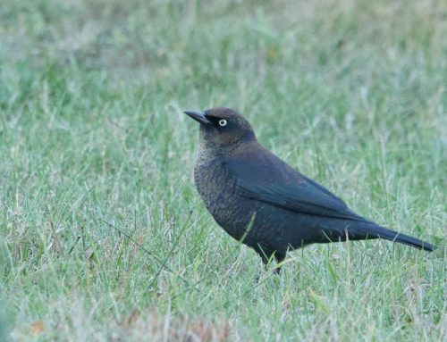 Fall Field Ornithologist Update: Week 10