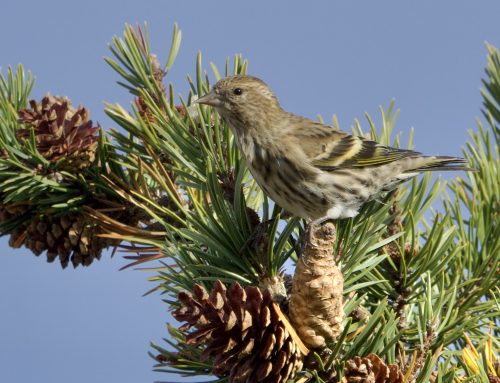 Fall Field Ornithologist Update: Week 11