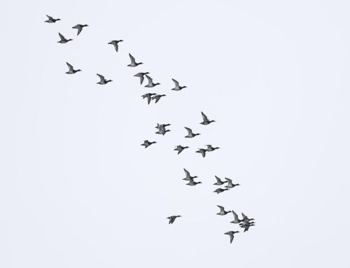 Fall Waterbird Count 10/14 – 10/20: We’re Lesser Scaup Maxing